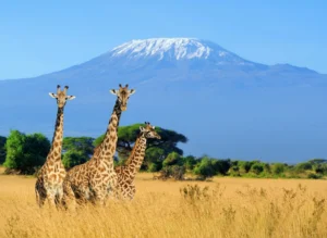 Lemosho Route 8 Days Itinerary