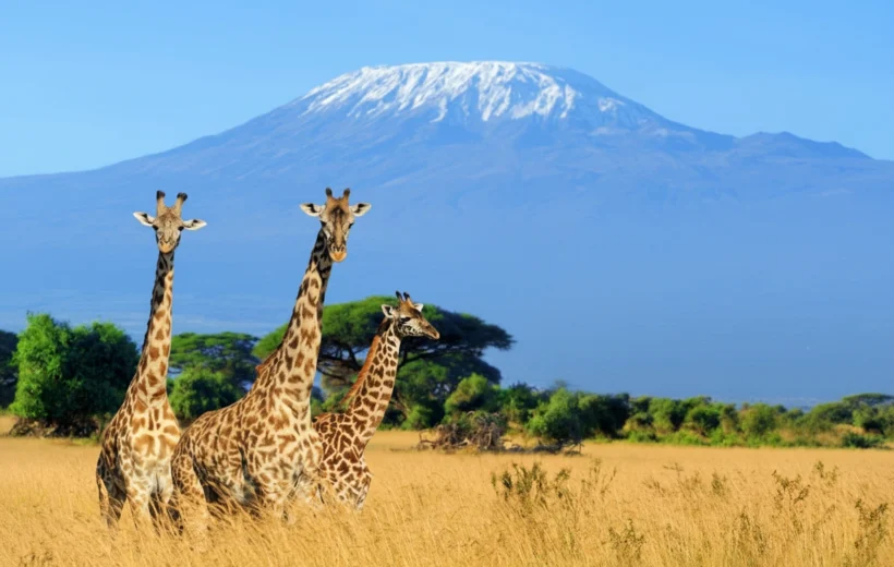 Lemosho Route 8 Days Itinerary