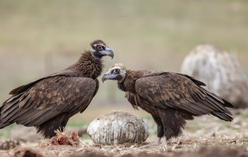 4 DAYS WILDEBEEST CALVING SEASON SAFARI