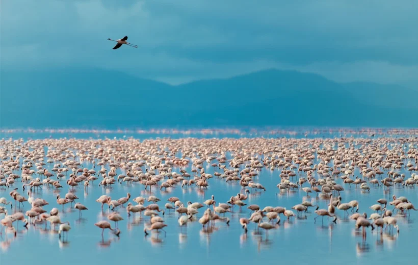 3 DAYS TANZANIA SAFARI EXPERIENCE