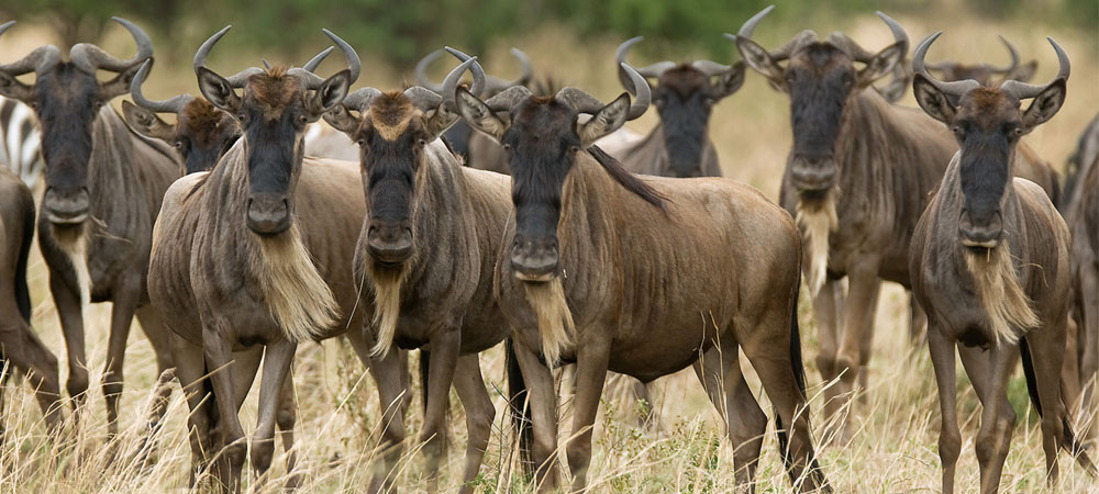 6 days wildebeest migration