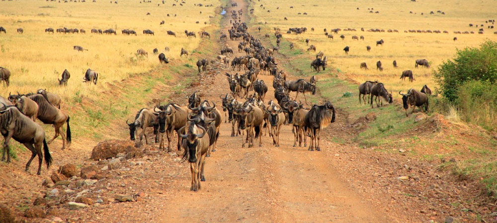 cross country wildebeest migration