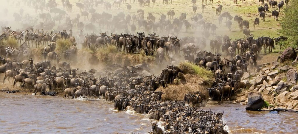 wildbeest migration