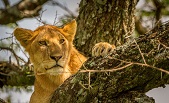 Manyara Climbing Tree Lion