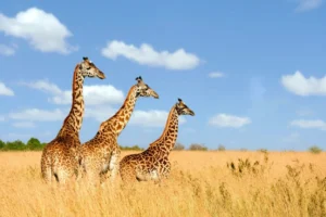4 DAYS / 3 NIGHTS SERENGETI MIGRATION SAFARI FROM ZANZIBAR