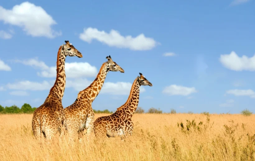4 DAYS / 3 NIGHTS SERENGETI MIGRATION SAFARI FROM ZANZIBAR