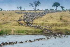 5 DAYS / 4 NIGHTS TANZANIA WILDEBEEST MIGRATION  SAFARI