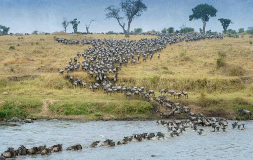 5 DAYS / 4 NIGHTS TANZANIA WILDEBEEST MIGRATION  SAFARI