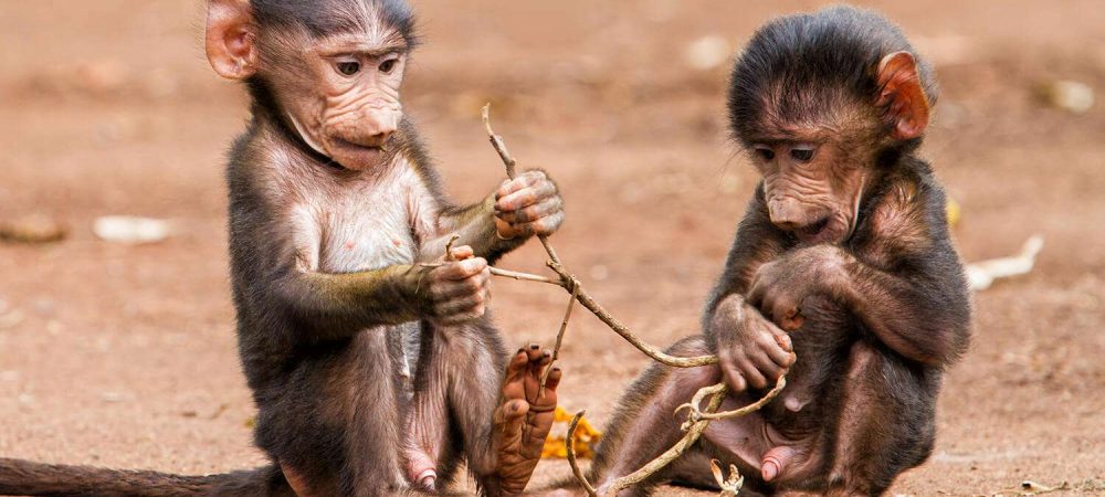 Baby Baboons playing on the edge of the Ngorongoro Crater in Tanzania