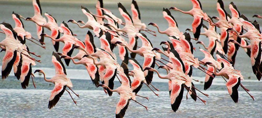 Flamingos flying low in Ngorongoro_