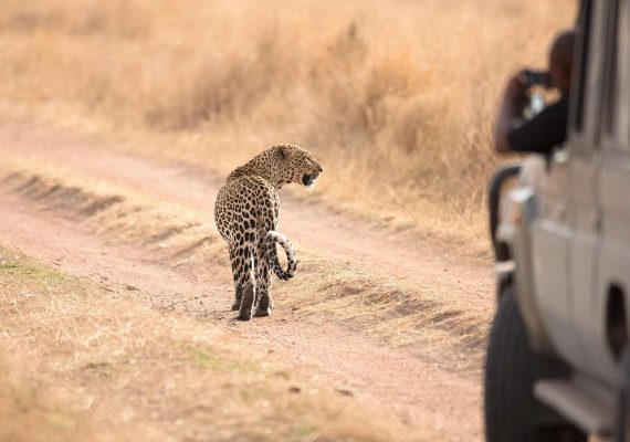Leopard in Serengeti_(1)