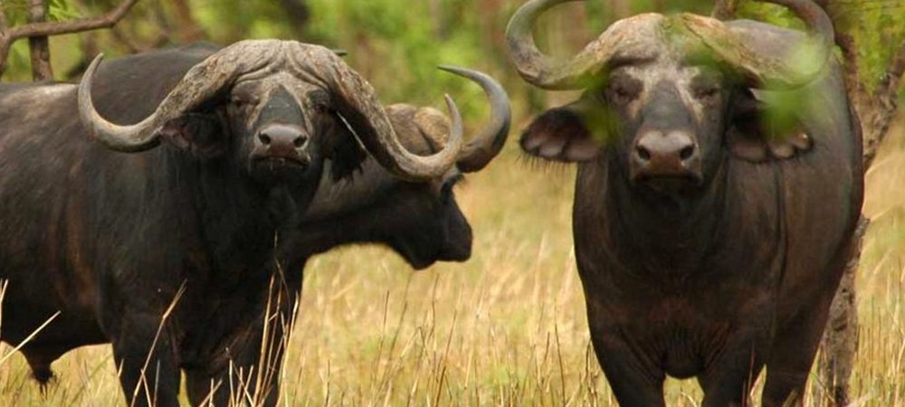 buffalo-arusha